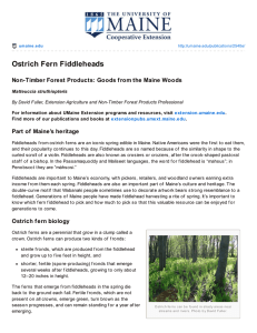 Ostrich Fern Fiddleheads Part of  Maine’s heritage