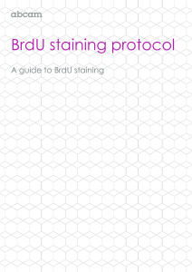 BrdU staining protocol  A guide to BrdU staining