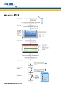 Western Blot Sample preparation
