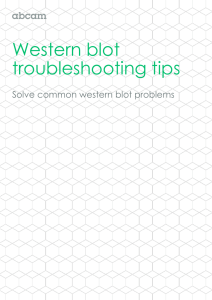 Western blot troubleshooting tips  Solve common western blot problems
