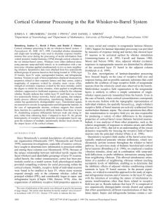 Cortical Columnar Processing in the Rat Whisker-to-Barrel System