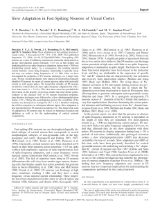 Slow Adaptation in Fast-Spiking Neurons of Visual Cortex Report V. F. Descalzo,