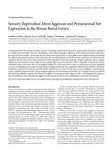 Sensory Deprivation Alters Aggrecan and Perineuronal Net