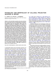 PHYSIOLOGY AND MORPHOLOGY OF CALLOSAL PROJECTION NEURONS IN MOUSE