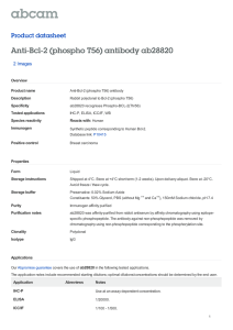 Anti-Bcl-2 (phospho T56) antibody ab28820 Product datasheet 2 Images Overview