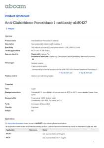 Anti-Glutathione Peroxidase 1 antibody ab50427 Product datasheet 3 Images Overview