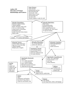 Anthro 102 Flowchart of Primate Relationships and Features