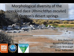 Morphological diversity of the Rhinichthys osculus in Oregon’s desert springs Erin Peterson