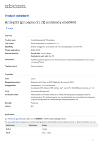 Anti-p23 (phospho S113) antibody ab60968 Product datasheet 1 Image Overview