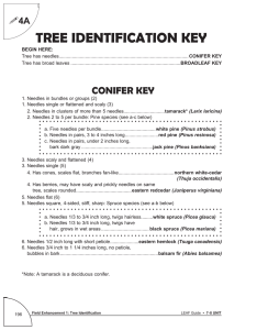 TREE IDENTIFICATION KEY ! 4A