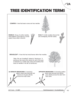 TREE IDENTIFICATION TERMS 2A