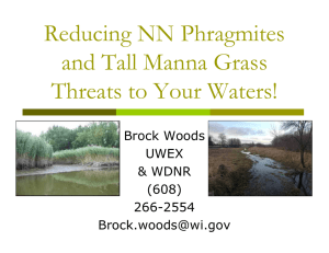 Reducing NN Phragmites and Tall Manna Grass Threats to Your Waters! Brock Woods