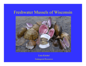 Freshwater Mussels of Wisconsin Lisie Kitchel Endangered Resources