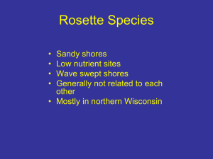 Rosette Species