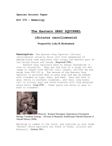 The Eastern GRAY SQUIRREL Sciurus carolinensis Species Account Paper BIO 378 – Mammology