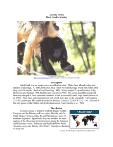 Alouatta caraya Black Howler Monkey  Description