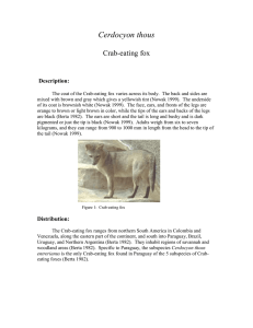 Cerdocyon thous Crab-eating fox Description: