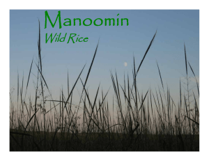 Manoomin Wild Rice