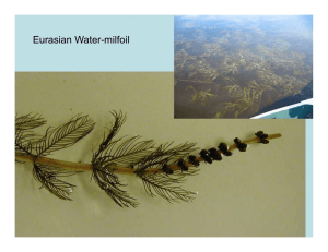 Eurasian Water-milfoil