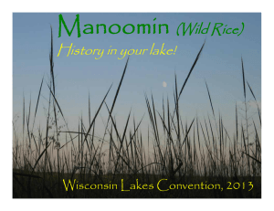 Manoomin (Wild Rice) History in your lake! Wisconsin Lakes Convention, 2013
