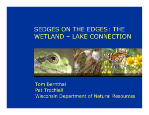 SEDGES ON THE EDGES: THE WETLAND – LAKE CONNECTION Tom Bernthal Pat Trochlell