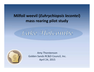 Euhrychiopsis lecontei mass rearing pilot study Amy Thorstenson Golden Sands RC&amp;D Council, Inc.