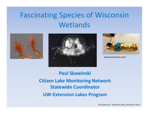 Fascinating Species of Wisconsin  Wetlands Paul Skawinski Citizen Lake Monitoring Network 