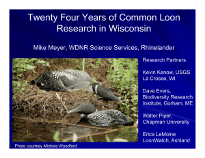 Twenty Four Years of Common Loon Research in Wisconsin