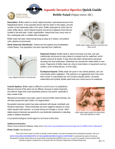 Aquatic Invasive Species Quick Guide  Brittle Naiad