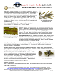 Aquatic Invasive Species Quick Guide Curly-leaf Pondweed