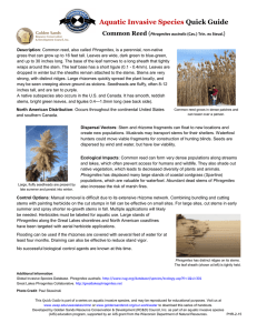 Aquatic Invasive Species Quick Guide Common Reed )