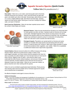 Aquatic Invasive Species Quick Guide Yellow Iris