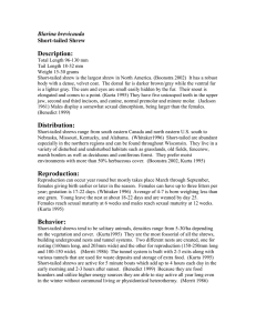 Description: Blarina brevicauda Short-tailed Shrew