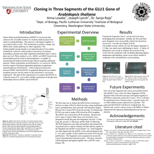 Cloning in Three Segments of the GLU1 Gene of Arabidopsis thaliana Results