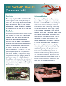 RED SWAMP CRAYFISH (Procambarus clarkii) Description Biology and Ecology