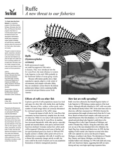 Ruffe A new threat to our fisheries