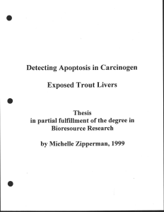 Detecting Apoptosis in Carcinogen Exposed Trout Livers C in partial fulfillment