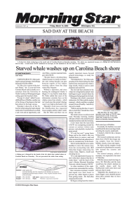 Starved whale washes up on Carolina Beach shore