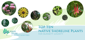 Top Ten native Shoreline plants for Burnett County share