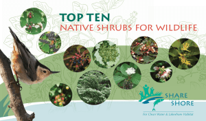 Top Ten native shrubs for wildlife
