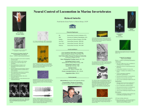 Neural Control of Locomotion in Marine Invertebrates Richard Satterlie Frank Hawkins Kenan