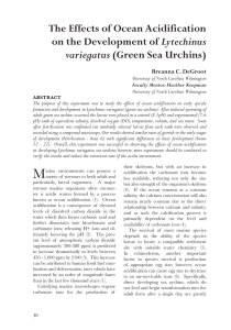 The Effects of Ocean Acidification Lytechinus variegatus Breanna C. DeGroot
