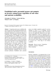 Established native perennial grasses out-compete and nutrient availability