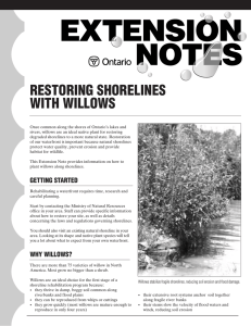 RESTORING SHORELINES WITH WILLOWS