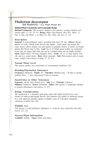 Thalictrum dasycarpum Tall Meadowrue - Habitat/Plant Community and Geographic Range Description