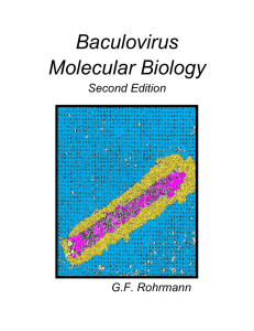 Baculovirus Molecular Biology Second Edition