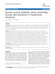 Quorum sensing modulates colony morphology through alkyl quinolones in Pseudomonas aeruginosa