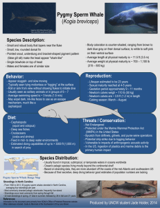 Pygmy Sperm Whale Kogia breviceps Species Description: