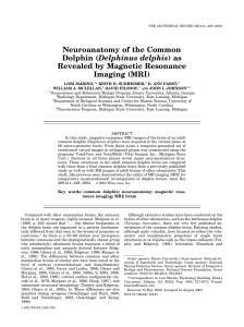 Neuroanatomy of the Common Delphinus delphis Revealed by Magnetic Resonance Imaging (MRI)