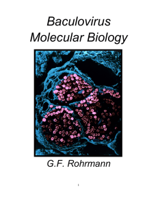 Baculovirus Molecular Biology  G.F. Rohrmann